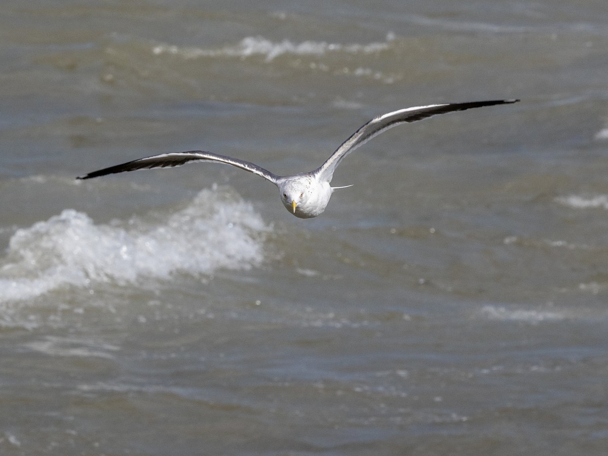 Lesser Black-backed Gull - ML649231030