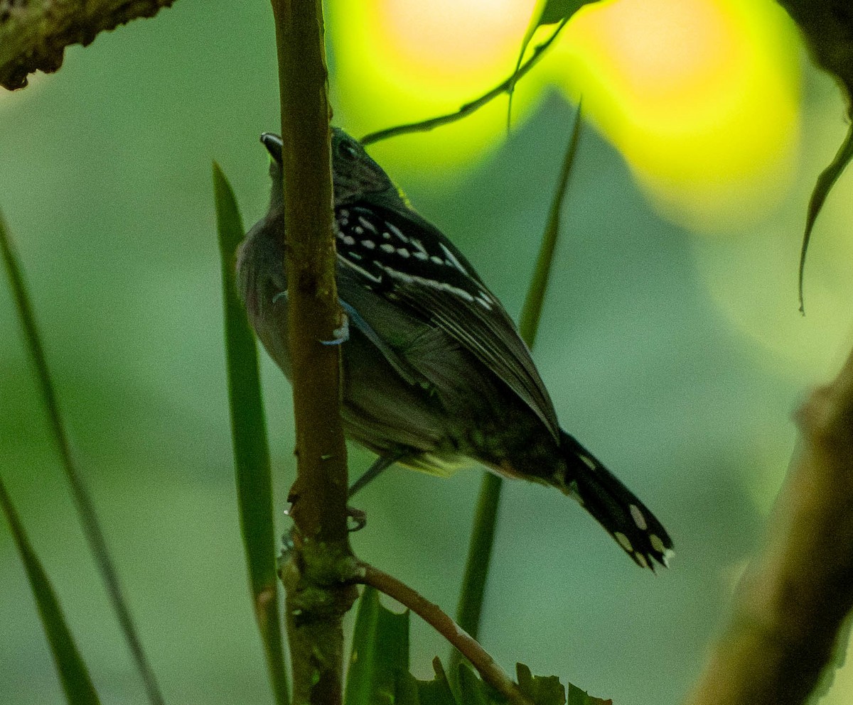 Пестрокрылый колючник - ML649231083
