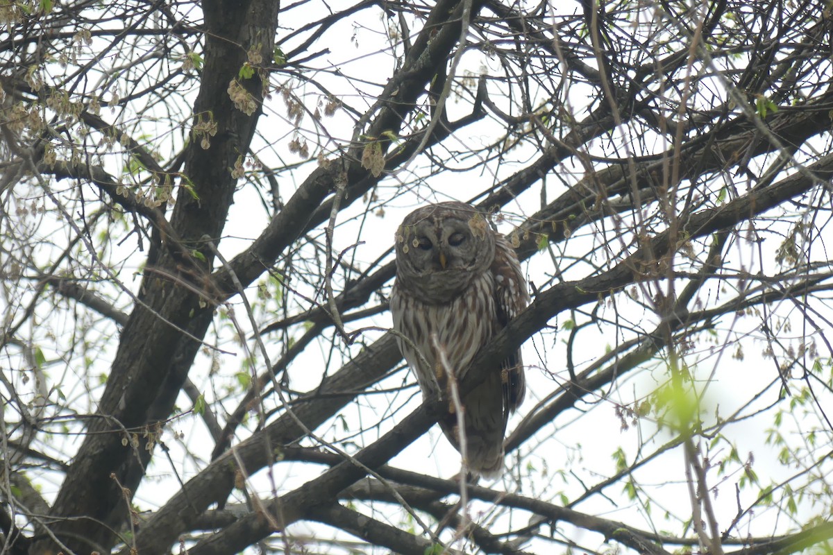 Çizgili Baykuş - ML649231350