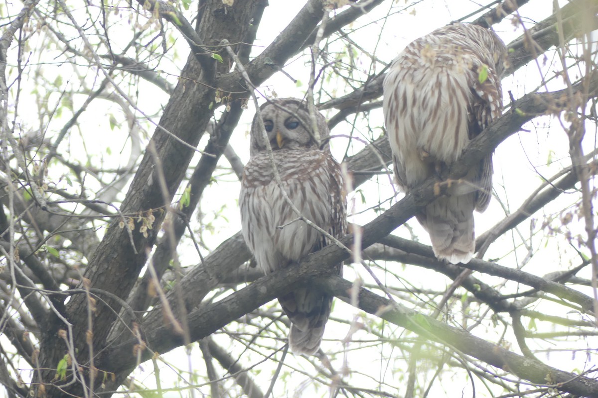Çizgili Baykuş - ML649231352