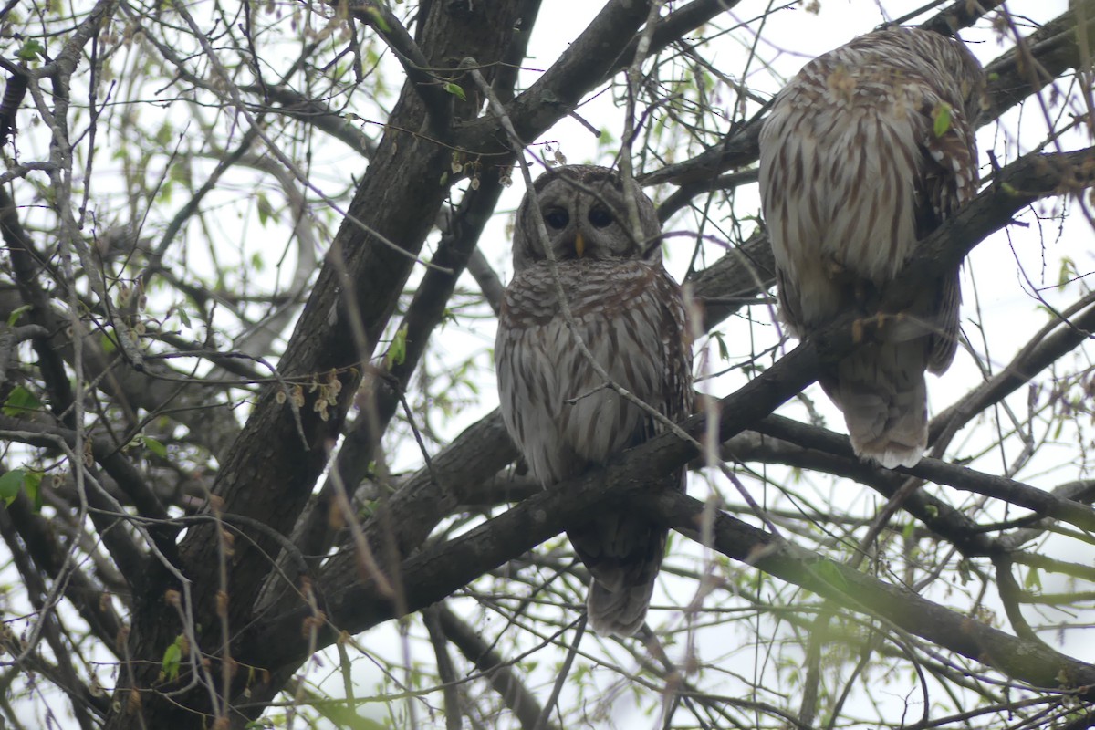 Çizgili Baykuş - ML649231353