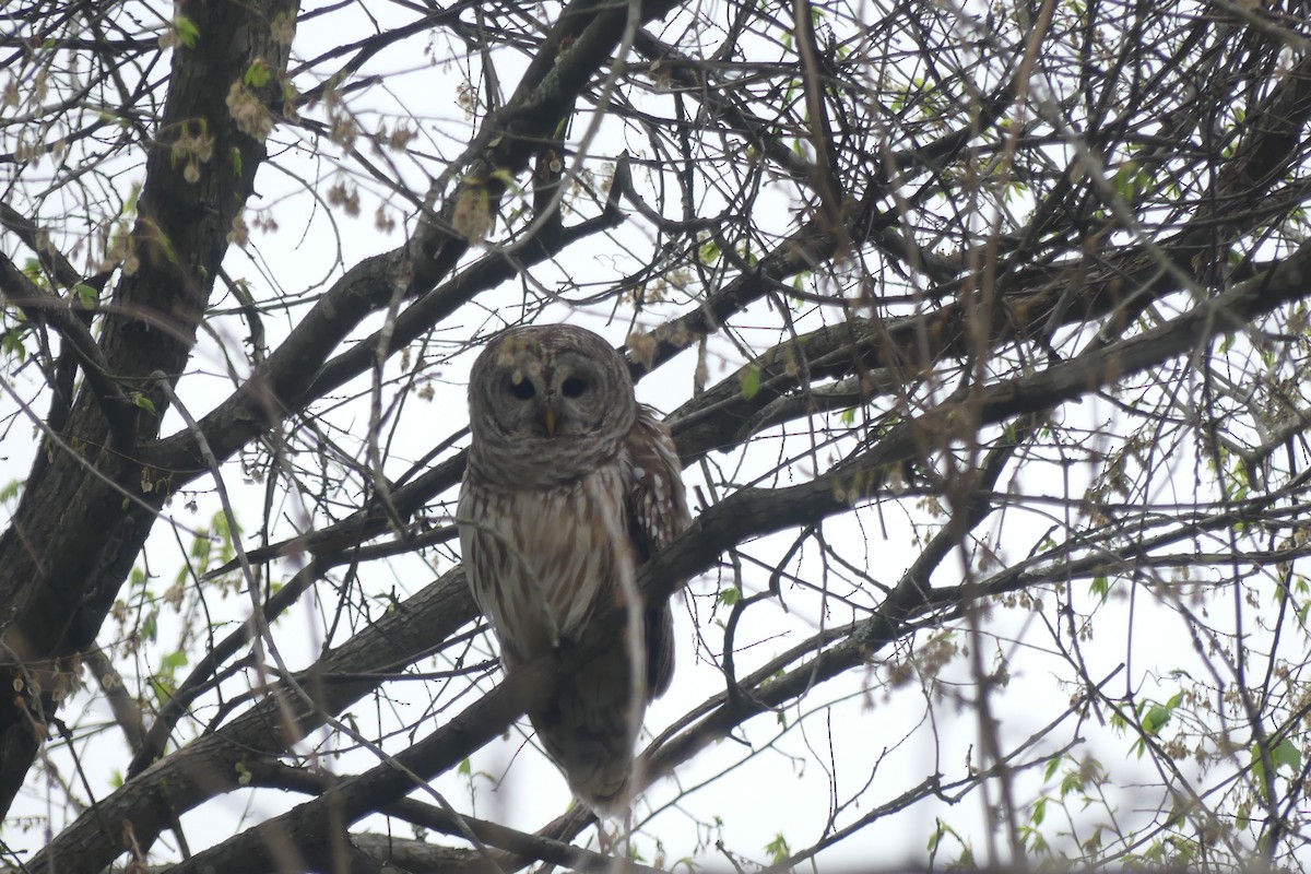 Çizgili Baykuş - ML649231354