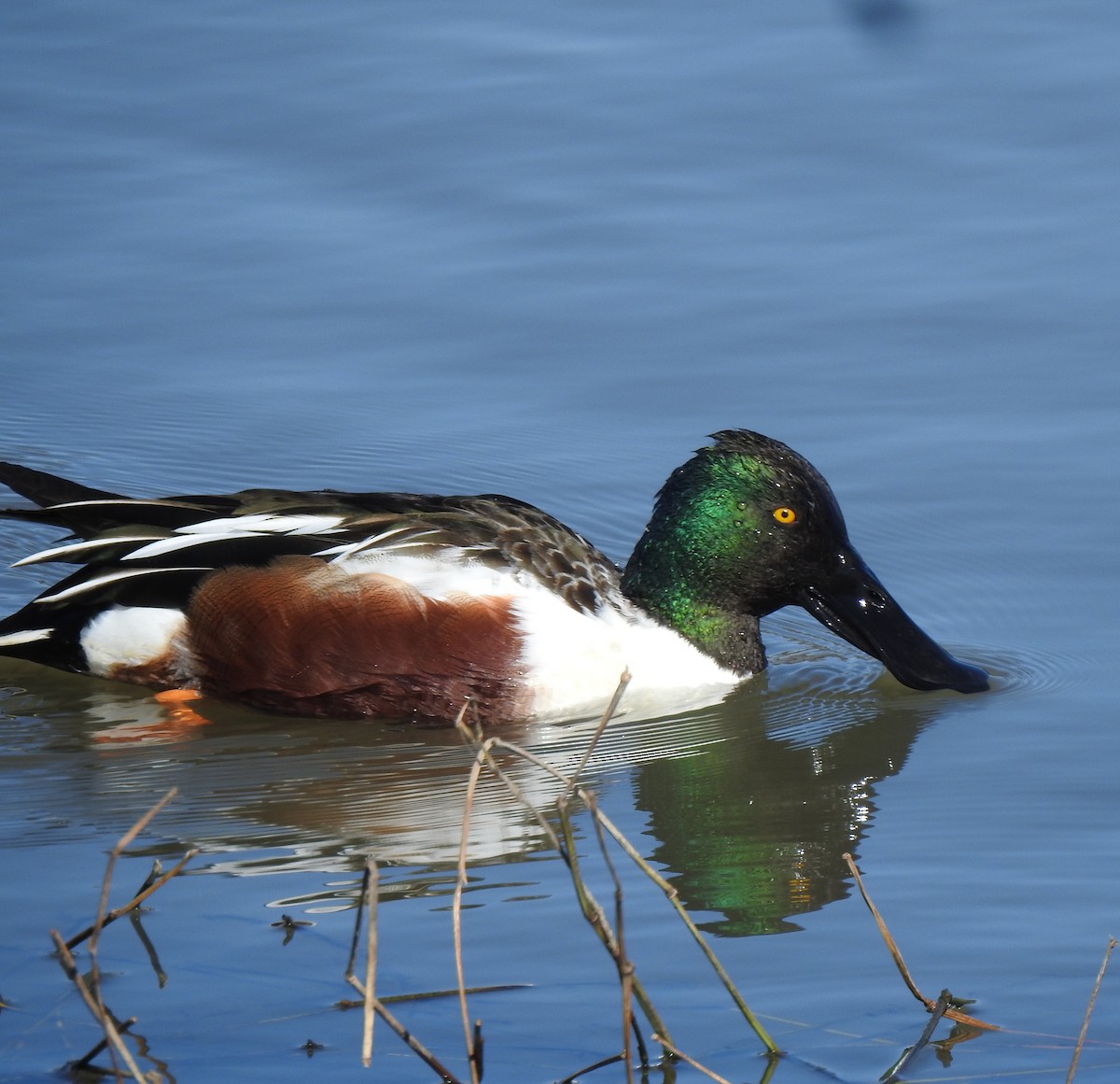 Canard souchet - ML649231413