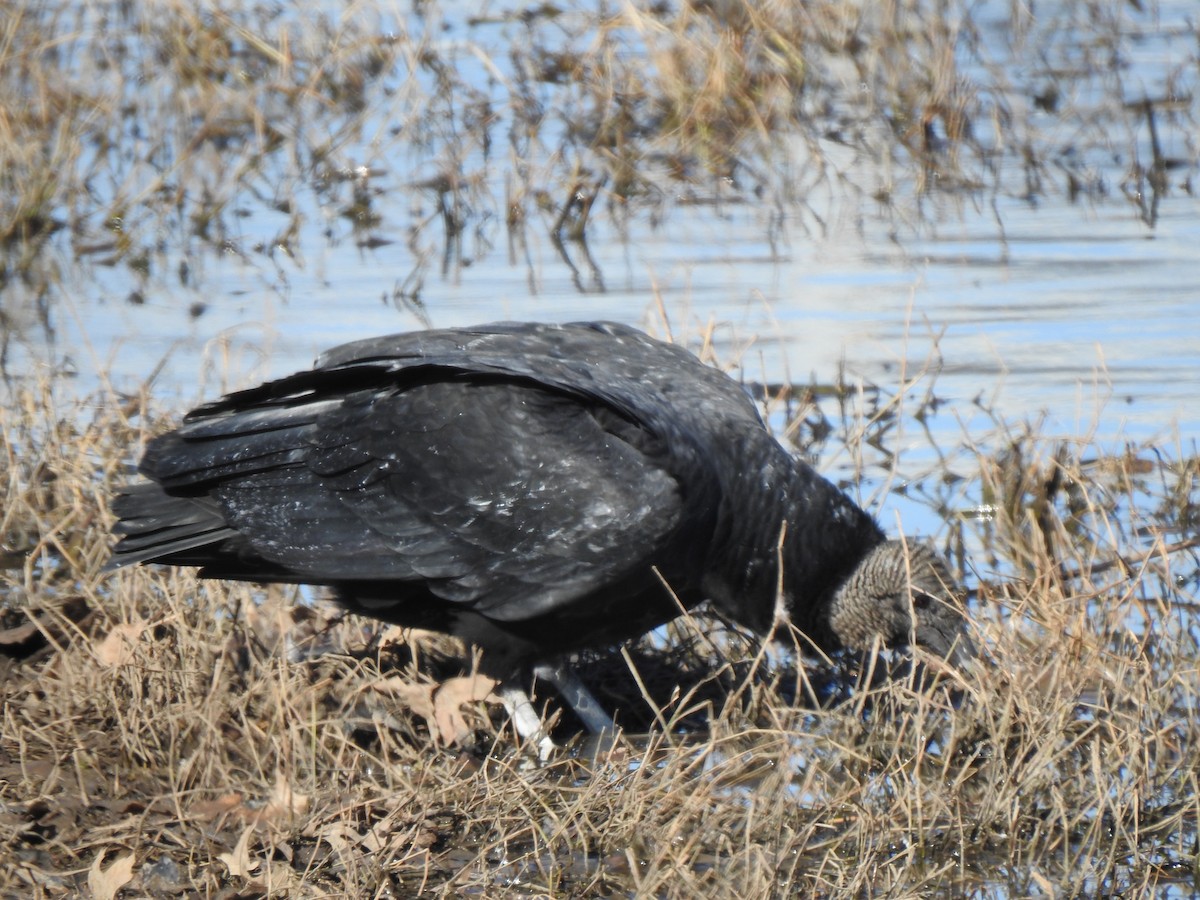 Urubu noir - ML649231437