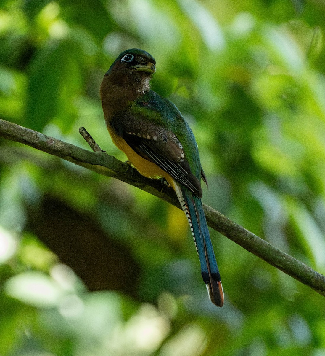 Graceful Black-throated Trogon - ML649231442
