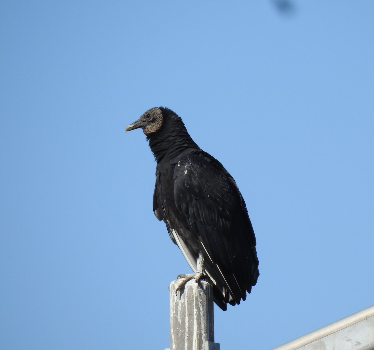 Urubu noir - ML649231448