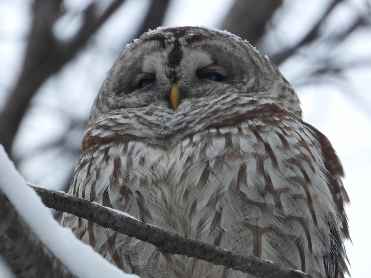 Çizgili Baykuş - ML649231531