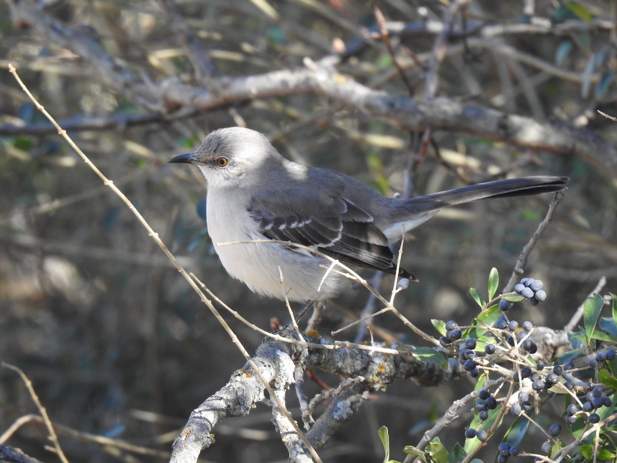 Moqueur polyglotte - ML649231611