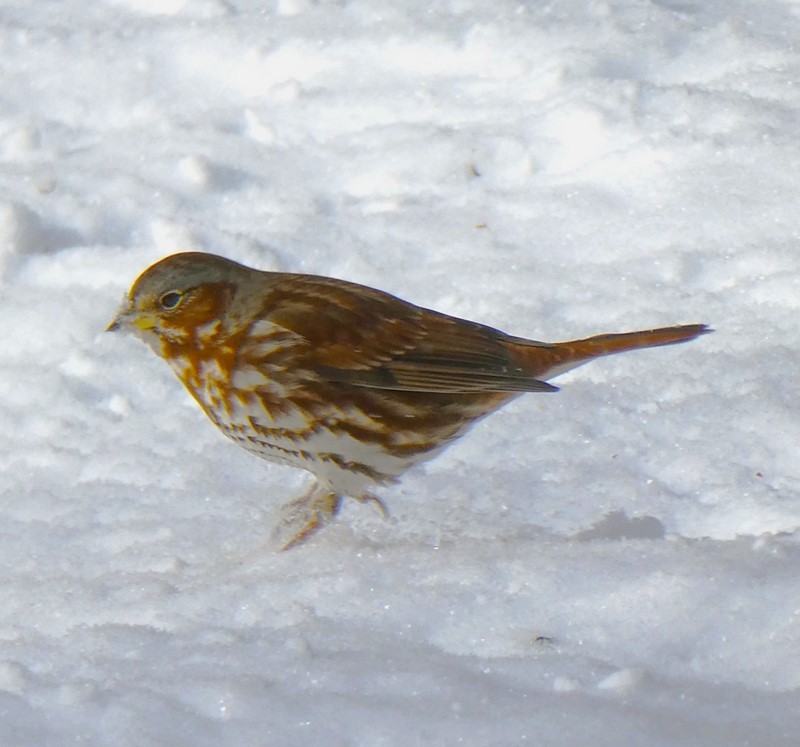 Fox Sparrow - ML649231615