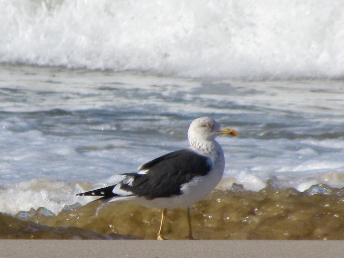 Lesser Black-backed Gull - ML649231962