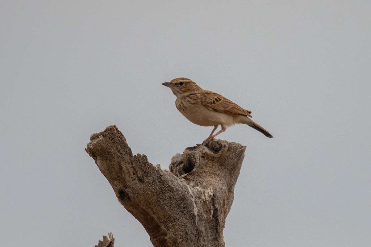 Fawn-colored Lark (Fawn-colored) - ML649231973