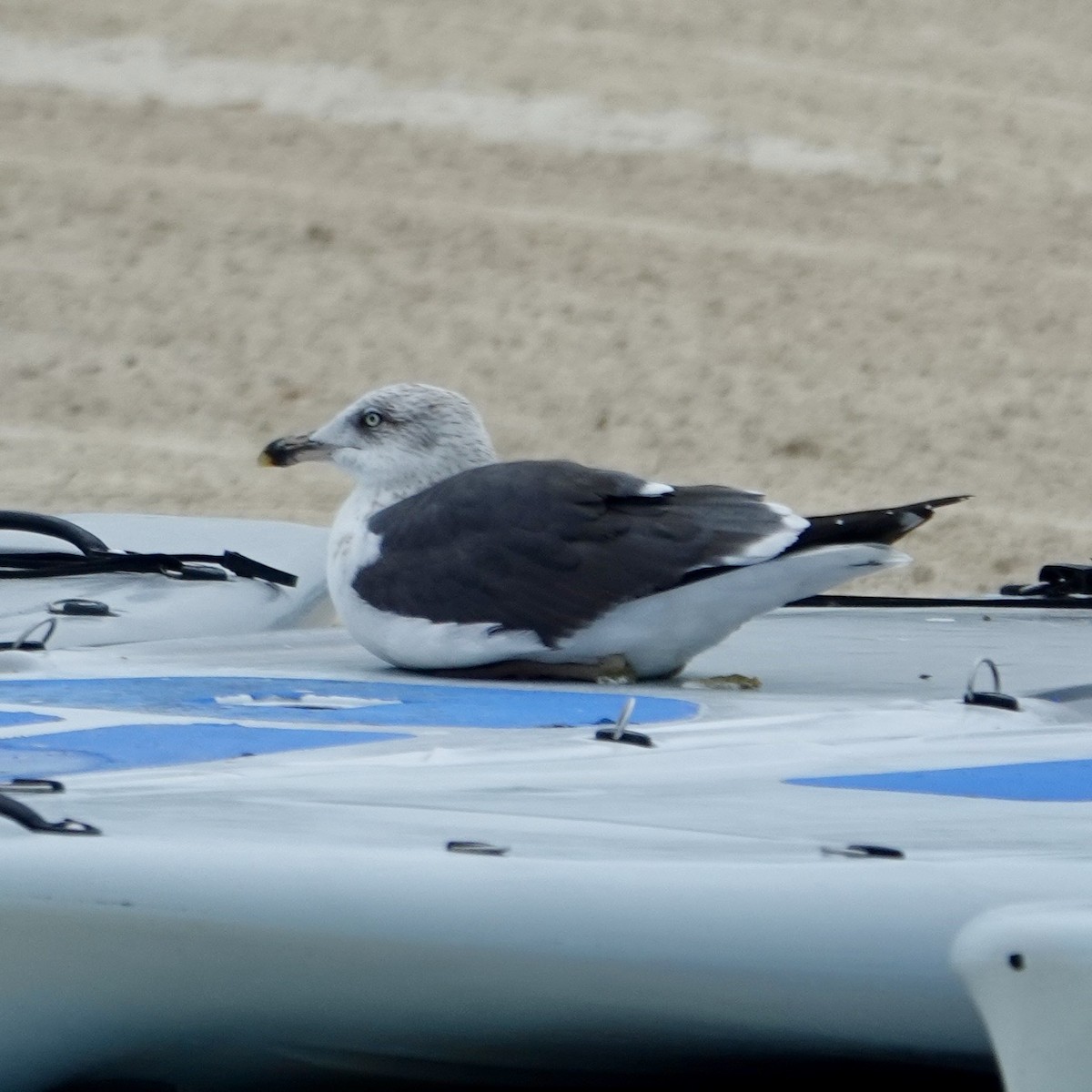 Lesser Black-backed Gull - ML649232068