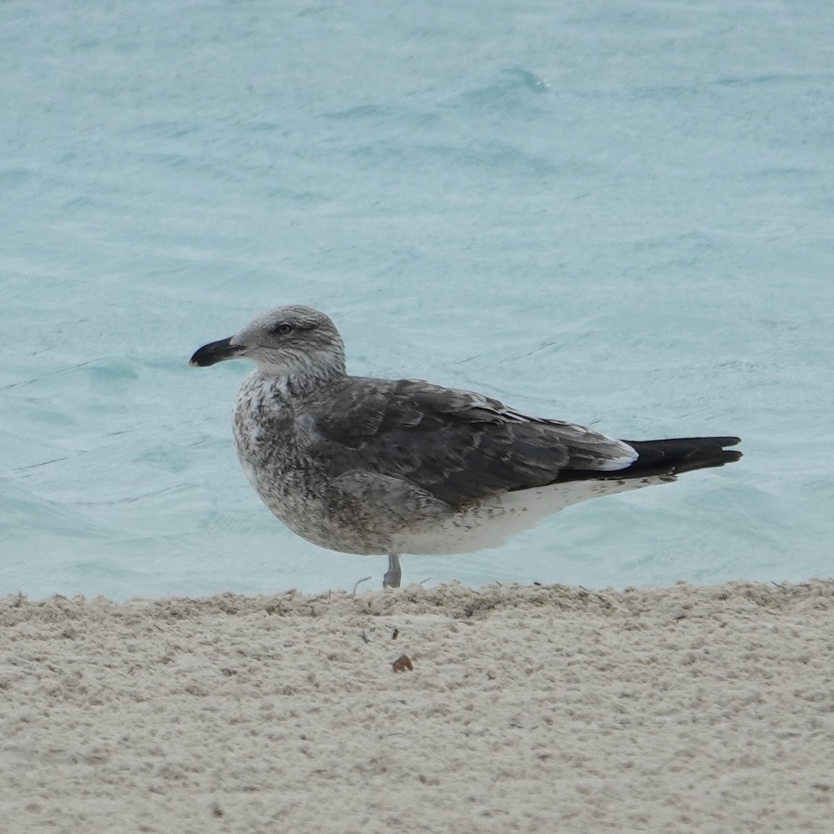 Lesser Black-backed Gull - ML649232069