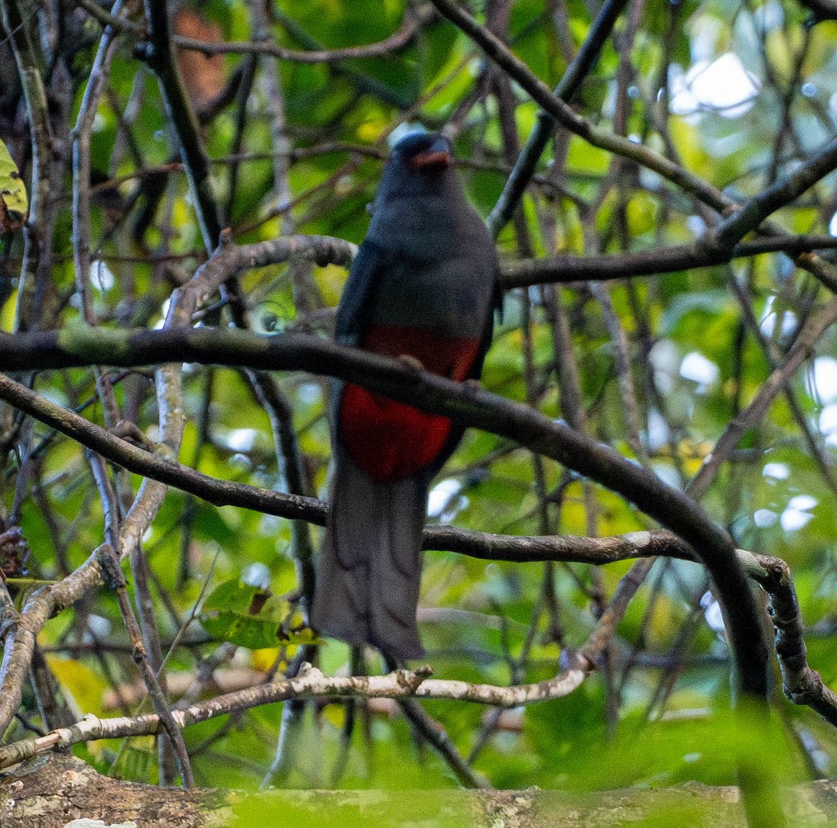 Аспиднохвостый трогон - ML649232287