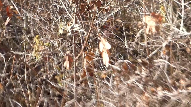 Ruby-crowned Kinglet - ML649232300