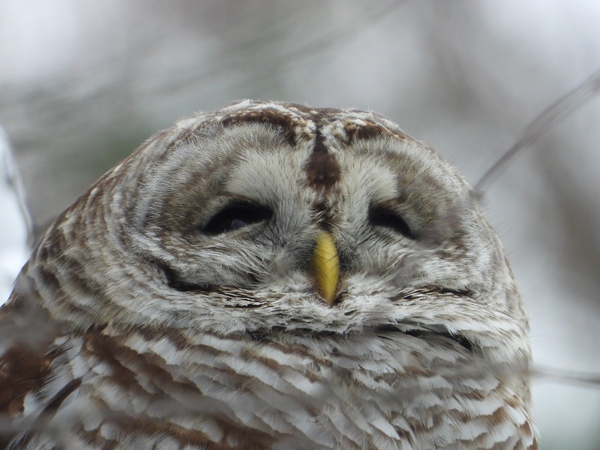 Çizgili Baykuş - ML649232587