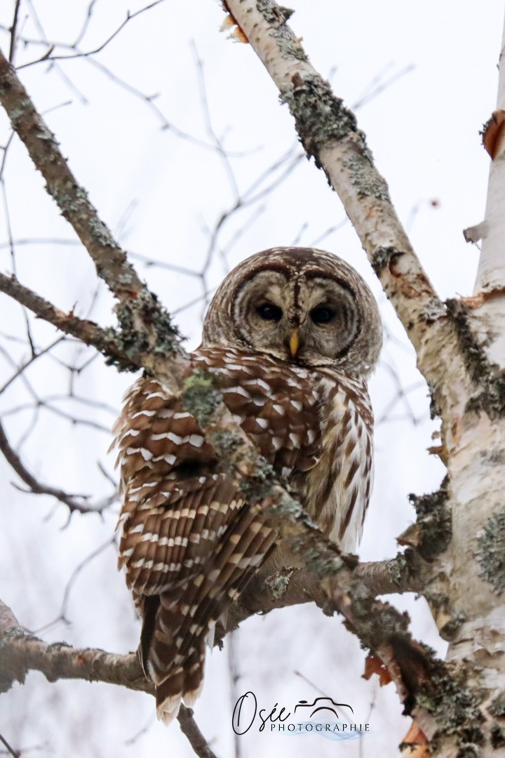 Barred Owl - Jojo Tru