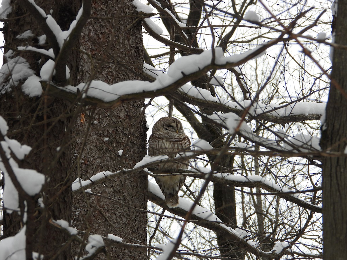 Çizgili Baykuş - ML649232597