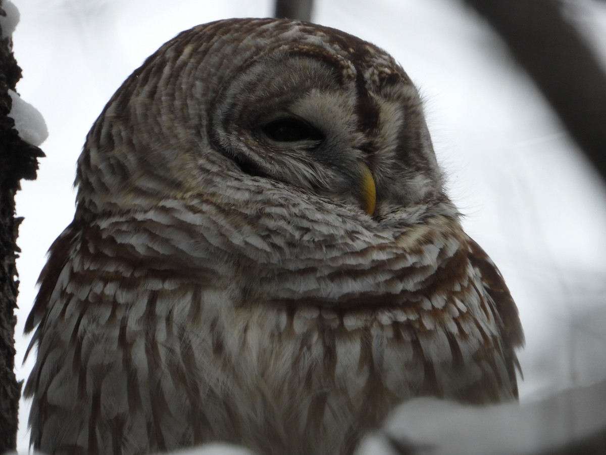 Çizgili Baykuş - ML649232606