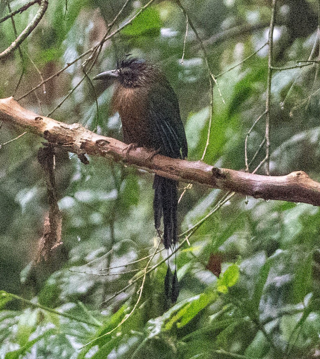 Карибский момот [группа subrufescens] - ML649232646