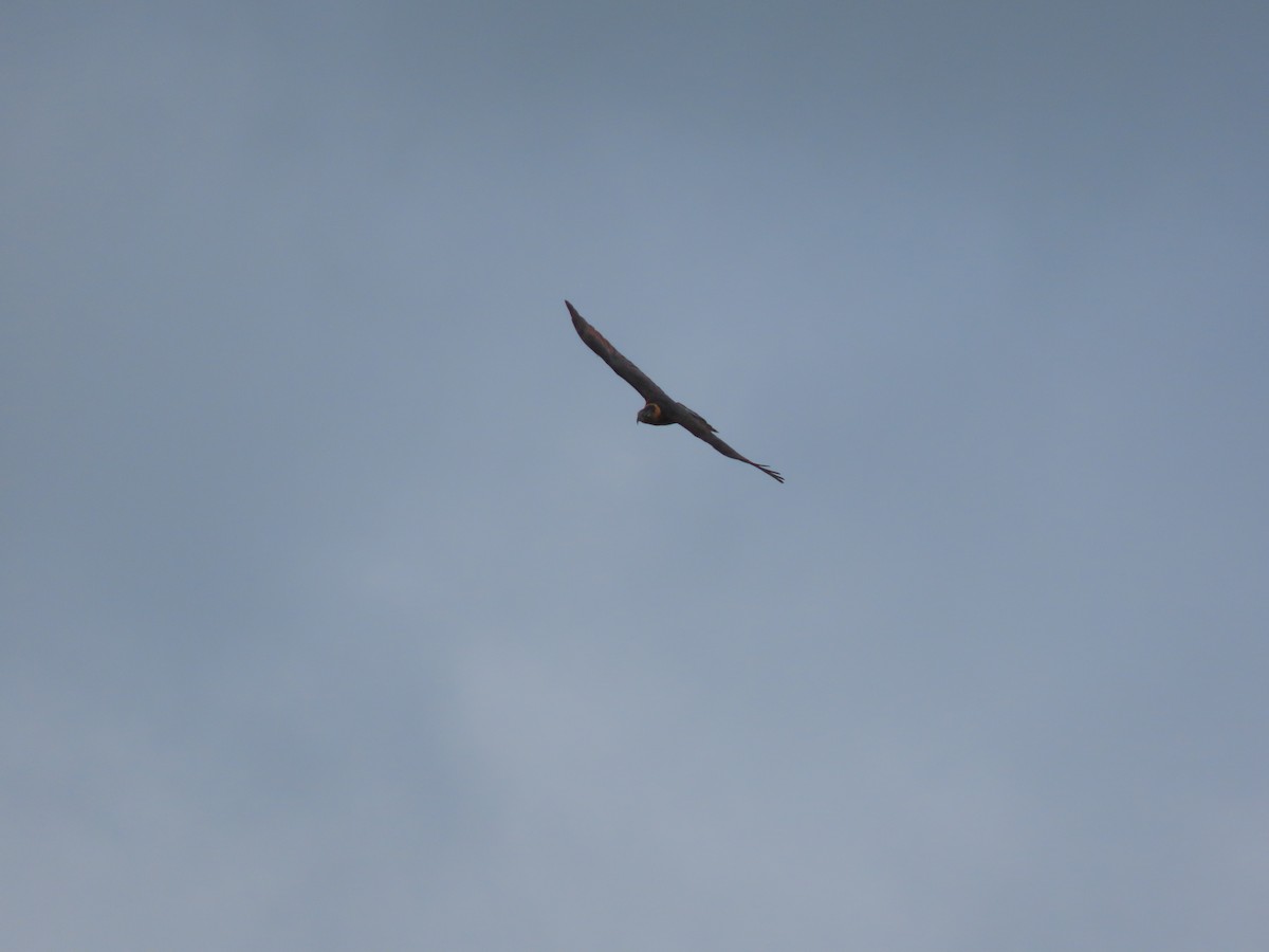 Bec-en-croc de Temminck - ML649232661