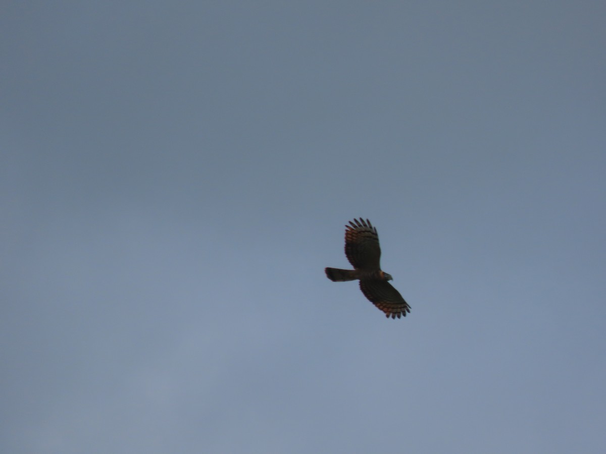 Bec-en-croc de Temminck - ML649232662