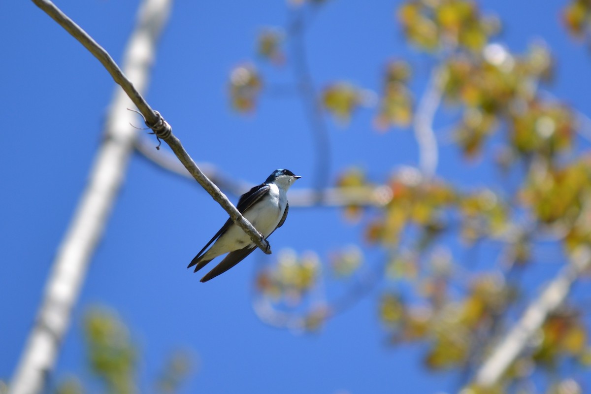 Tree Swallow - ML649232971