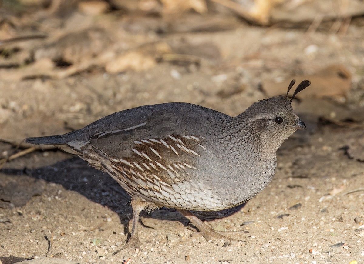 eBird Checklist - 19 Jan 2026 - Big Morongo Canyon Preserve & Covington ...