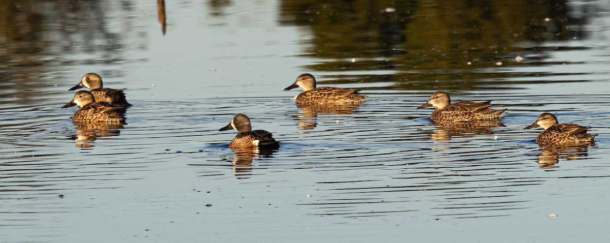 שרשיר כחול-כנף - ML649233453