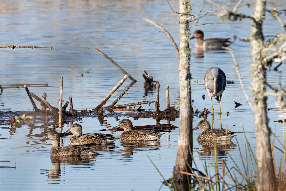 שרשיר - ML649233459