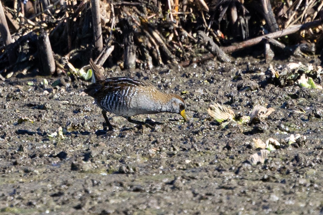 ברודית אמריקנית - ML649233467