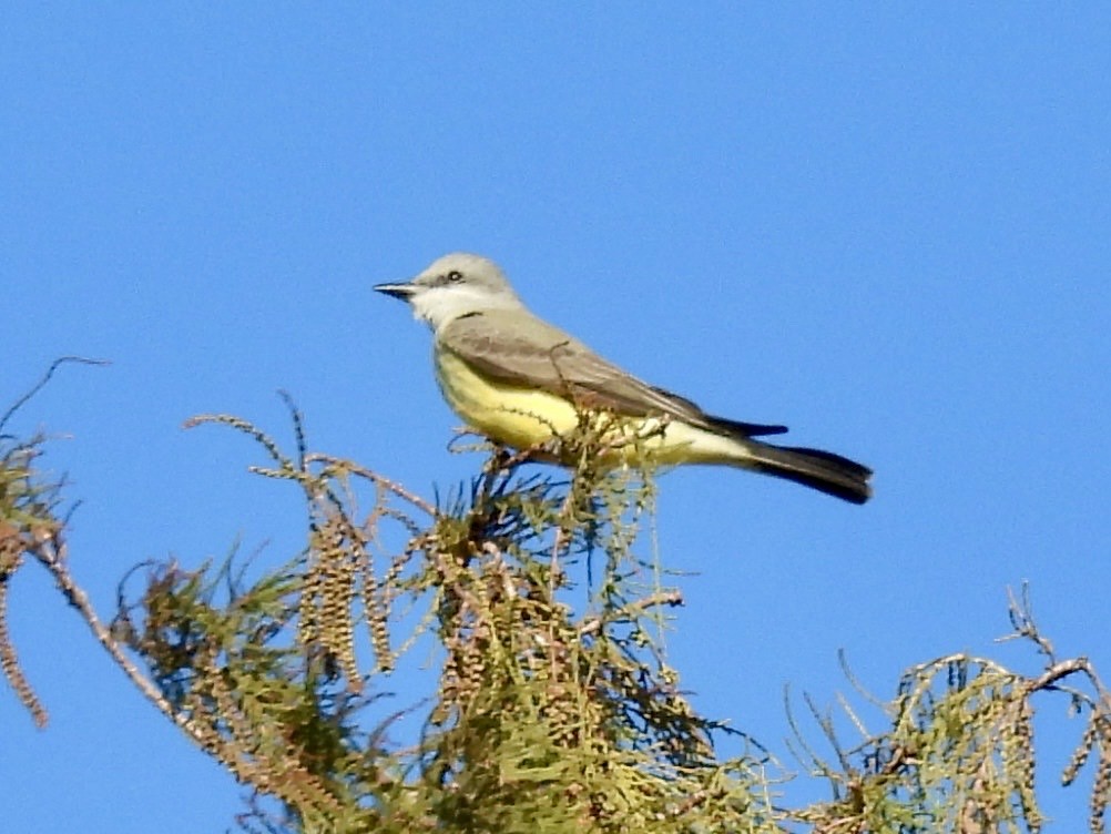 eBird Checklist - 19 Jan 2026 - 968 E Seventh St, Pahokee US-FL 26. ...