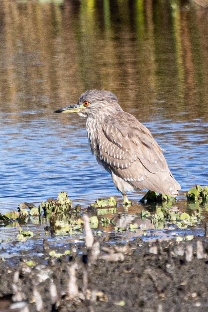 אנפת לילה - ML649233504