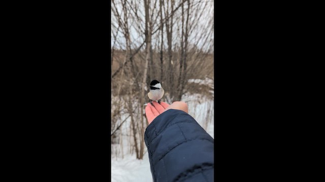 Black-capped Chickadee - ML649233505