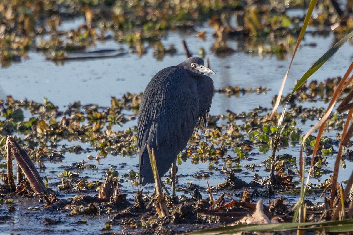 לבנית כחולה קטנה - ML649233516