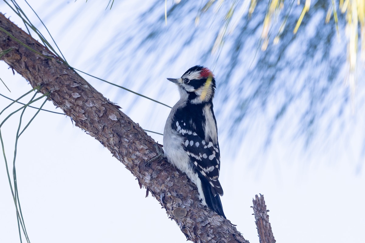 Downy Woodpecker - ML649233539