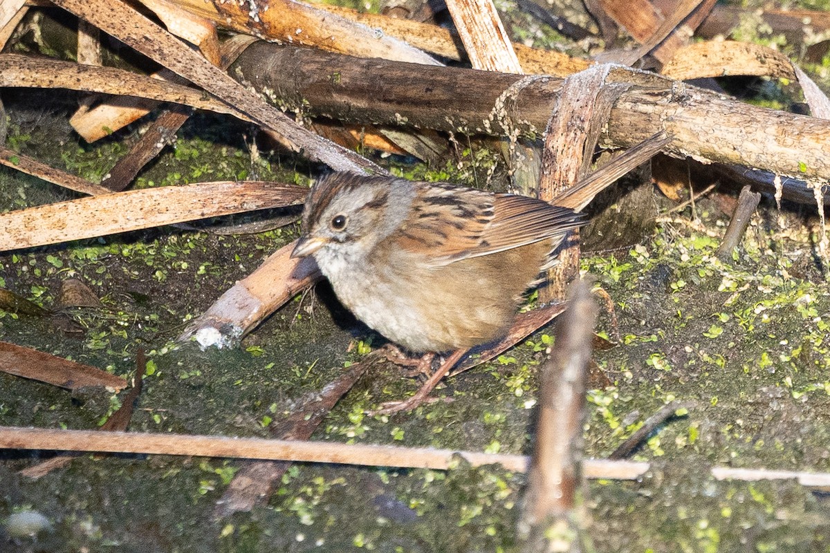 Swamp Sparrow - ML649233559