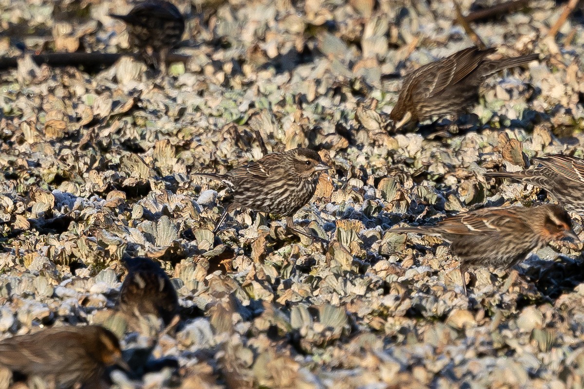 שחרורית אדומת-כנף - ML649233565