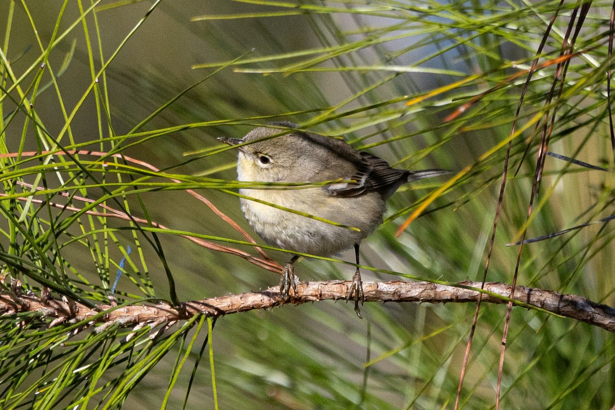 סבכון אורנים - ML649233578
