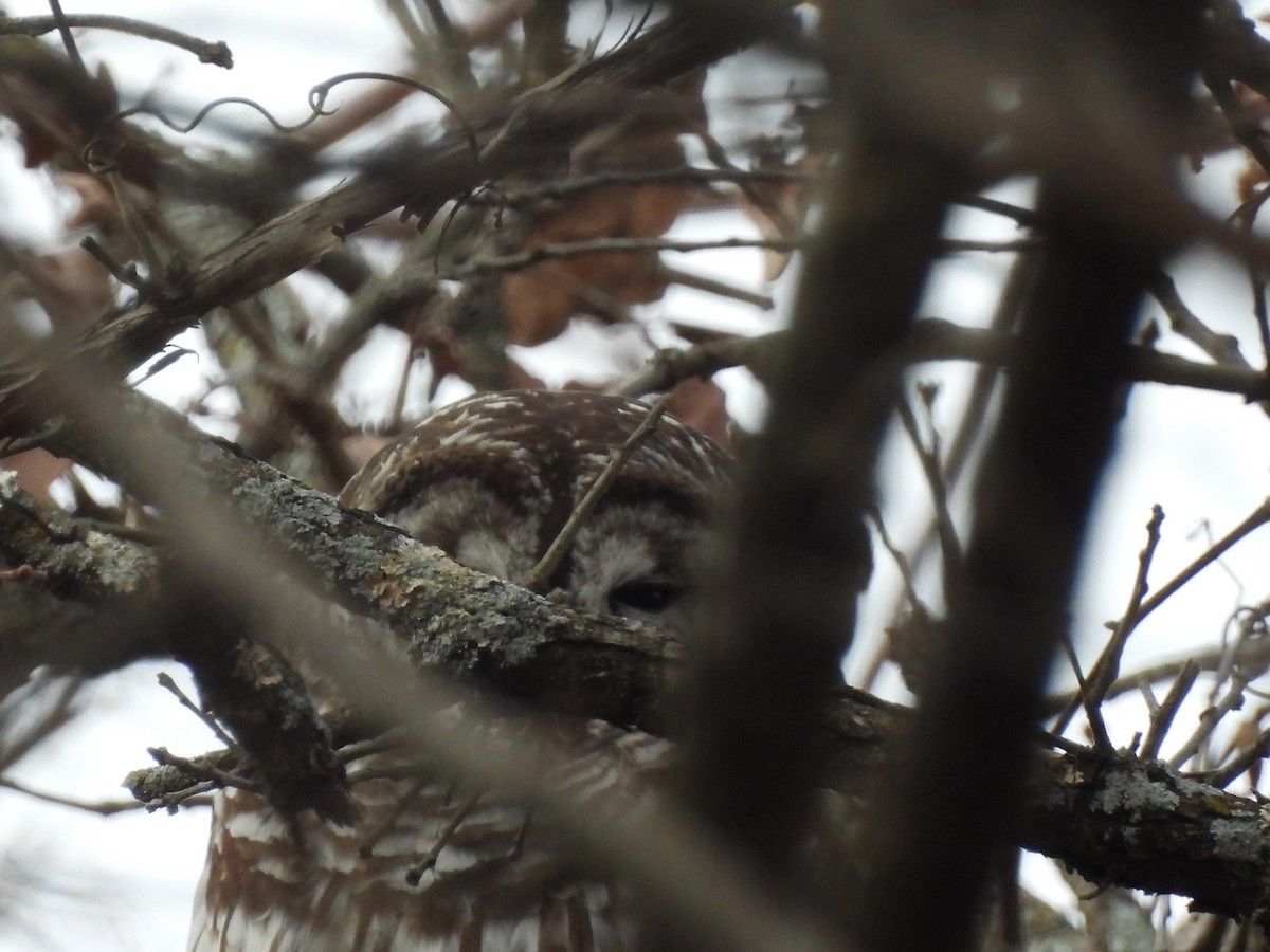 Çizgili Baykuş - ML649233650