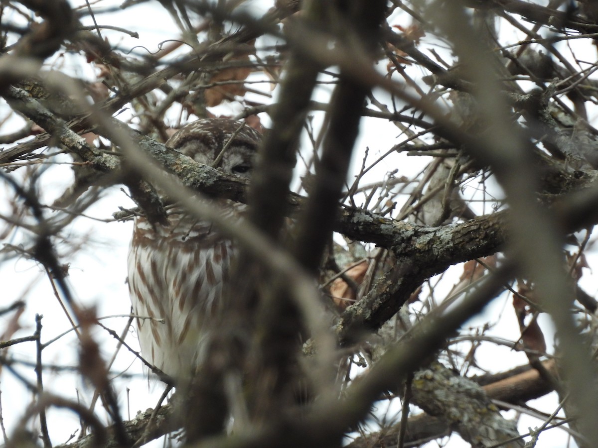 Çizgili Baykuş - ML649233651