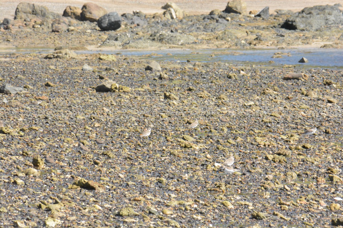 Tibetan Sand-Plover - ML649233906