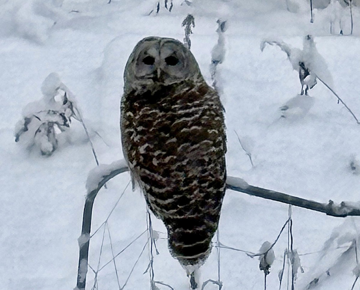 Çizgili Baykuş - ML649234101