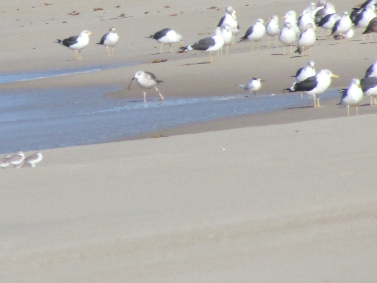 Lesser Black-backed Gull - Gabriel Pessoa