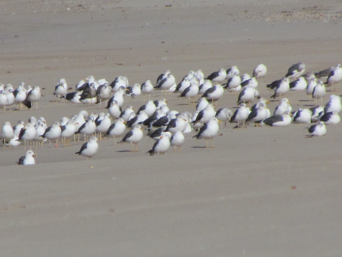 Lesser Black-backed Gull - ML649234325