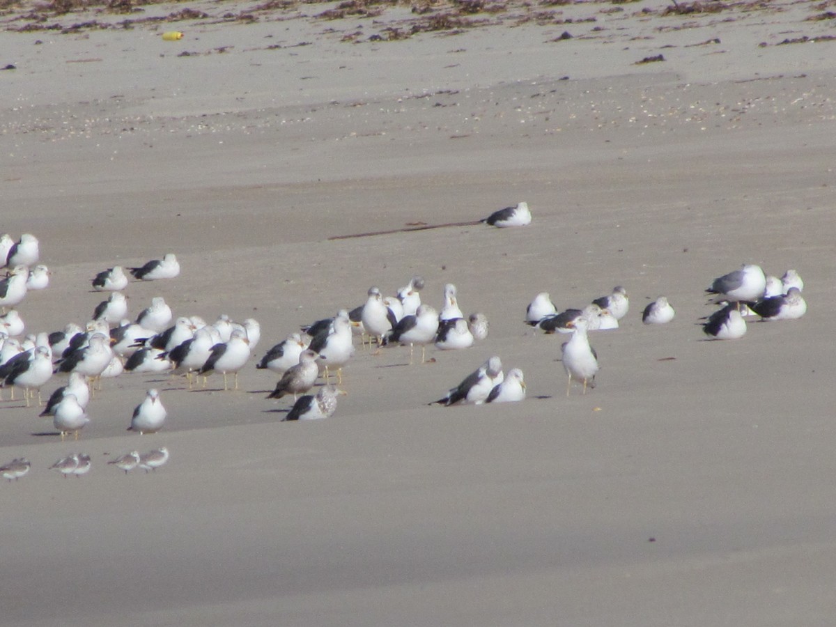 Lesser Black-backed Gull - Gabriel Pessoa