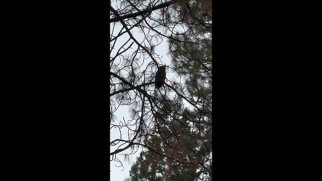 Great Horned Owl - ML649234381