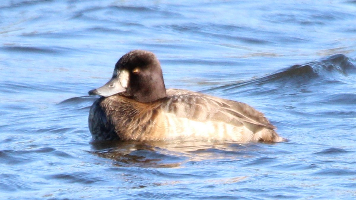 צולל ימי - ML649234431