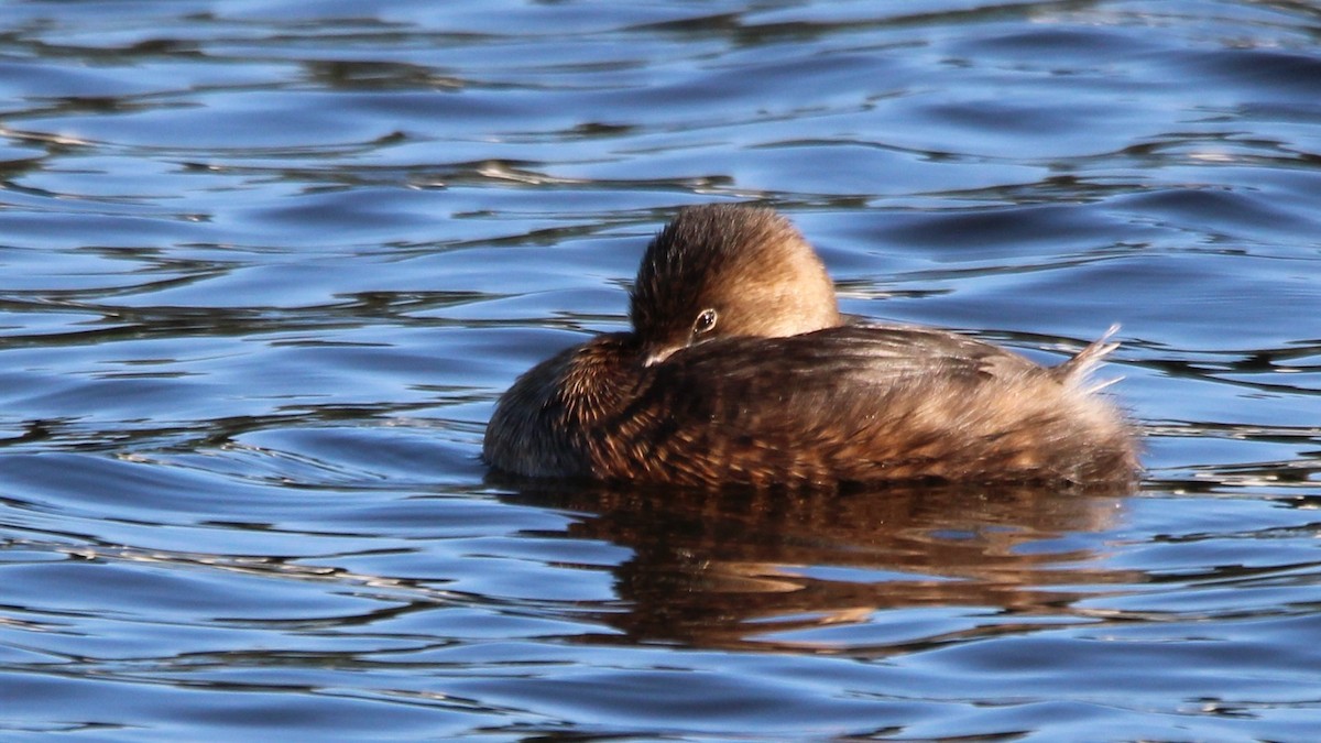 Grèbe à bec bigarré - ML649234439