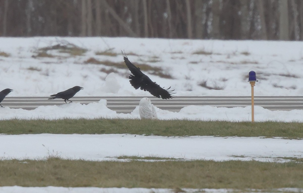 Snowy Owl - ML649234543